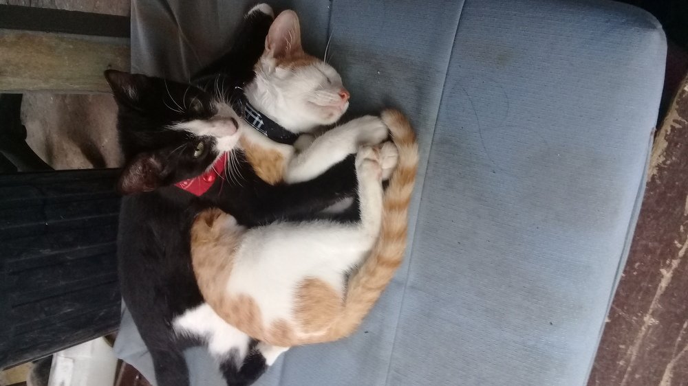 Animal love
