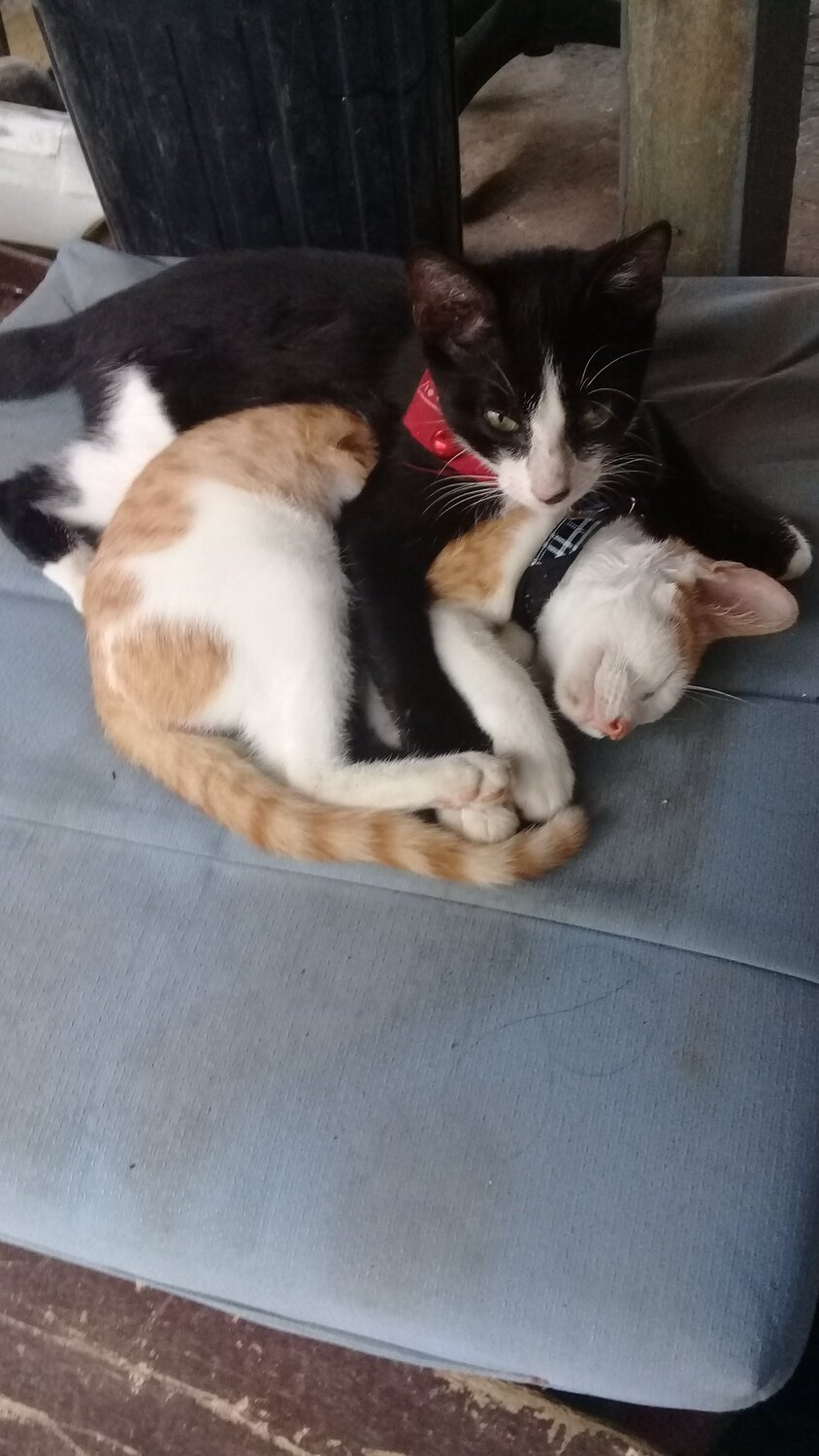 Animal love