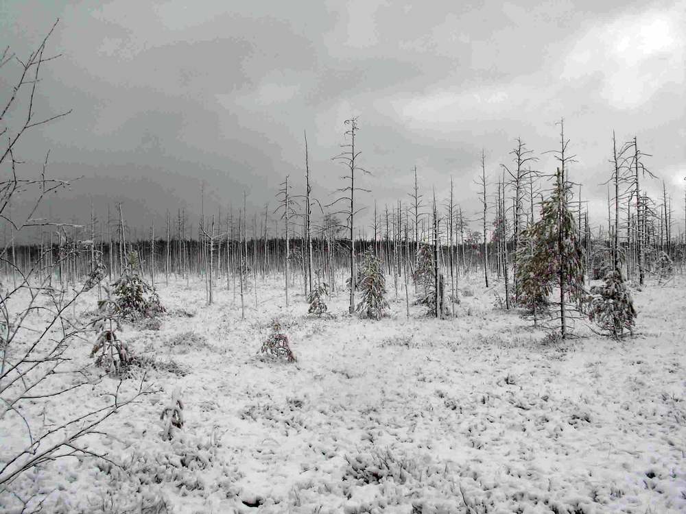 осень на болоте