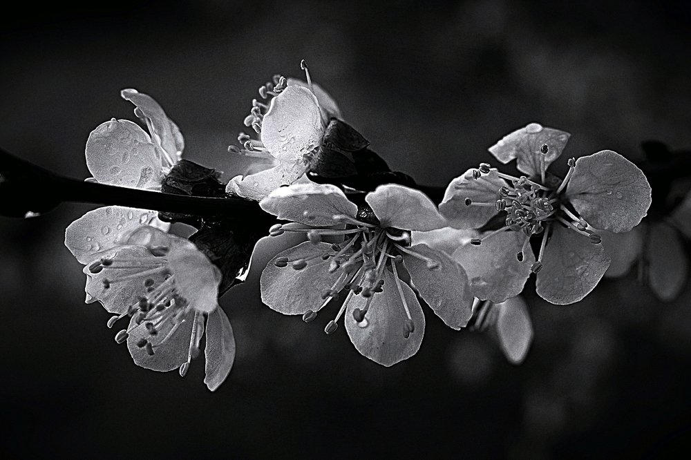 Photograph by Ирина Дашкова-Красникова