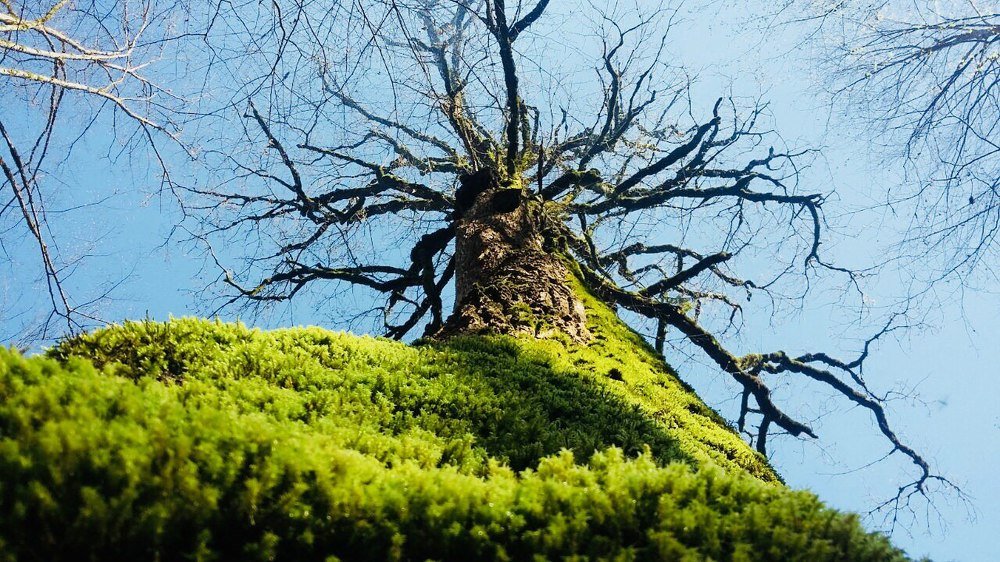 Huge tree