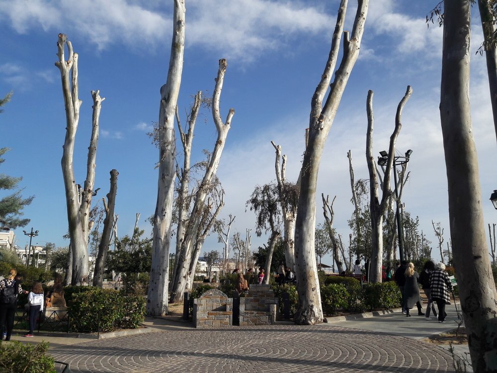 Nude Trees