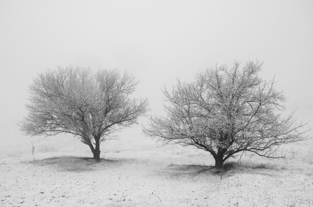 winter fog