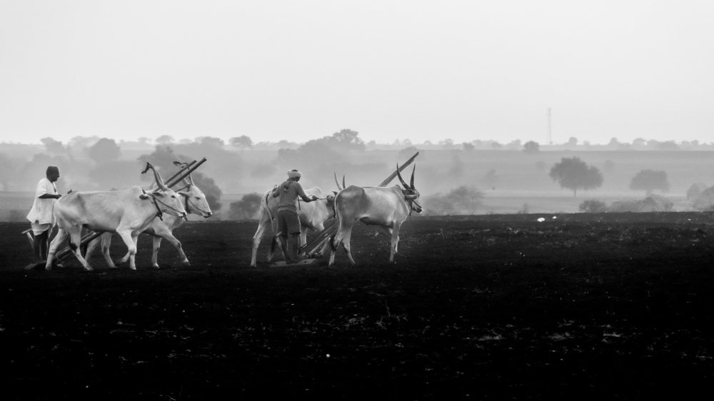 Farmer plowing field