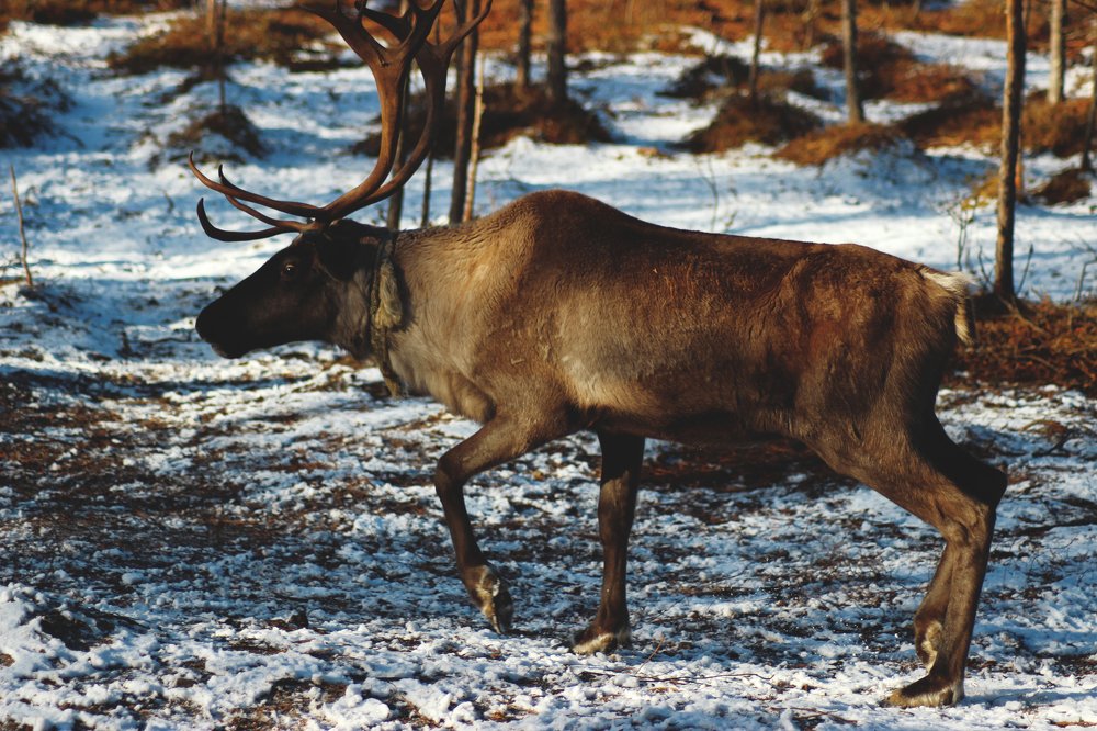 Северный красавец