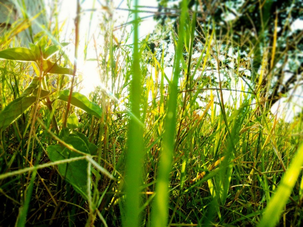 Spear grass shot