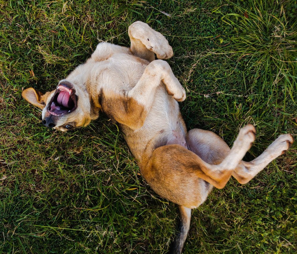 Dog in happy mood