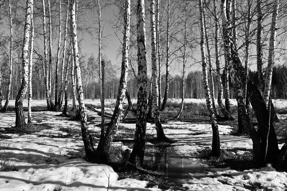 Woke up Spring sleeping forest from sleep ...