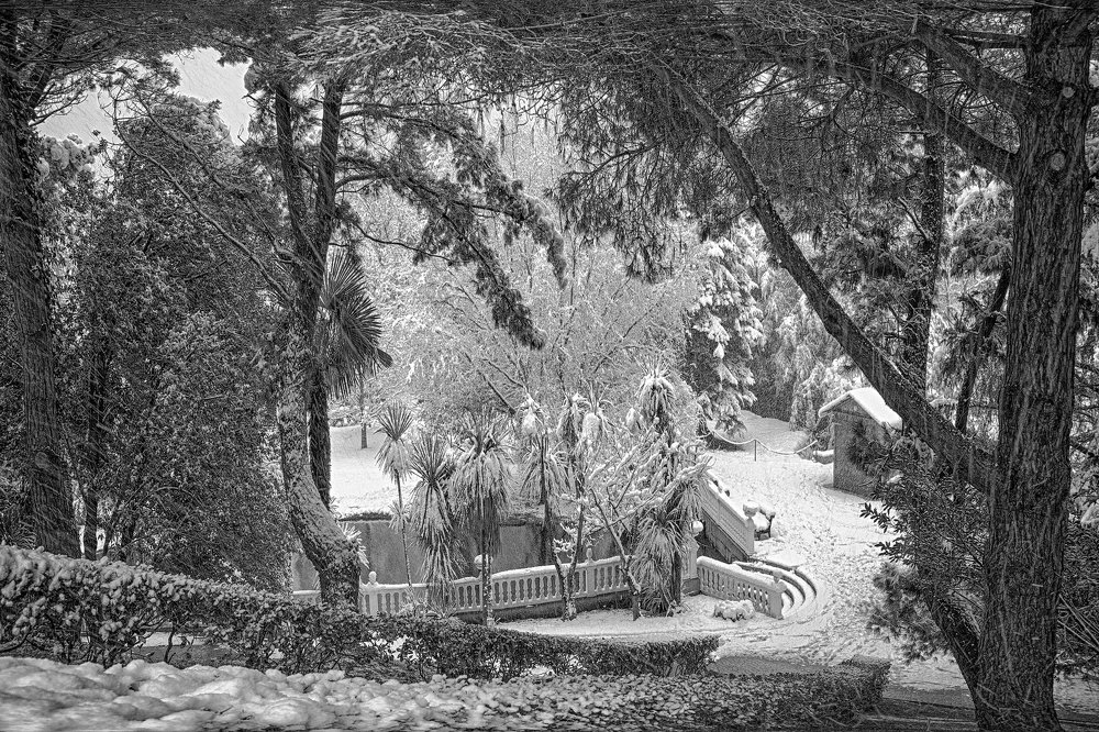 субтропики