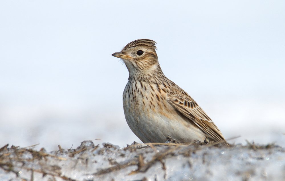 Весенний жаворонок