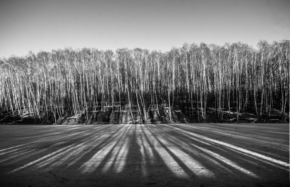 Березки у замерзшего пруда