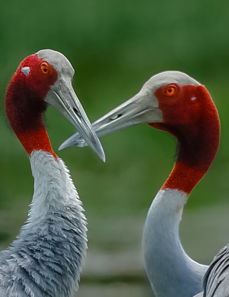 saras crane