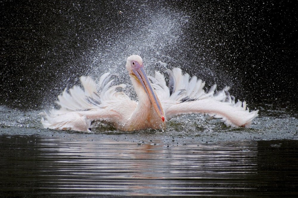 Great white pelican