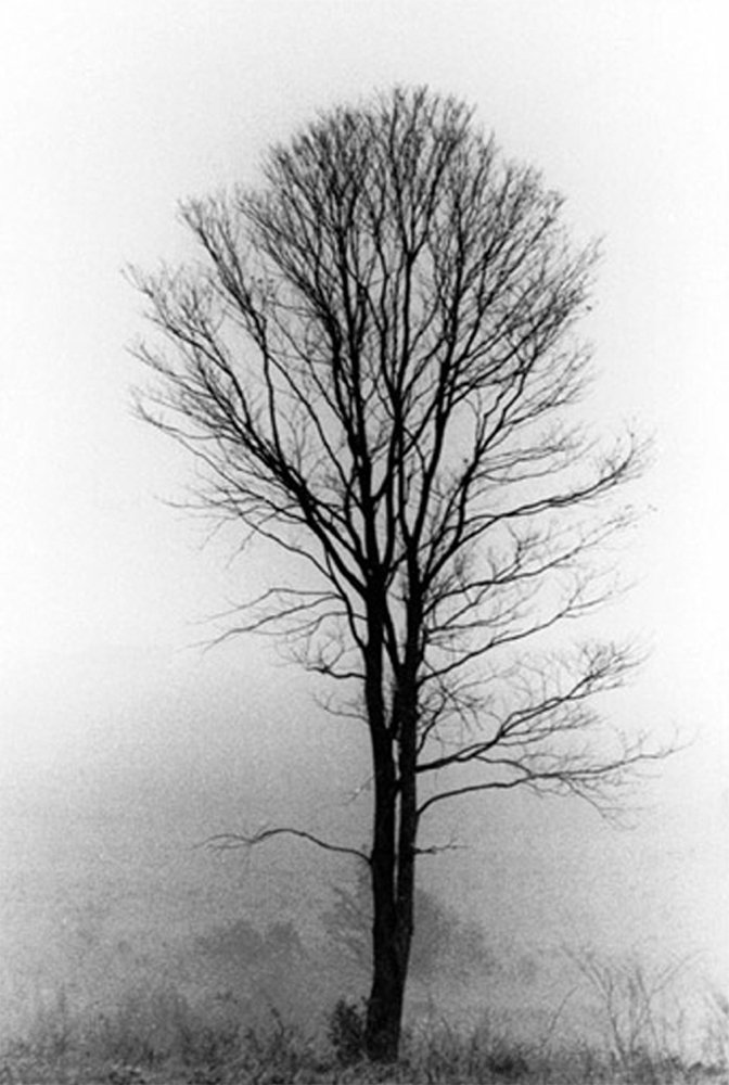 Árbol de la niebla en Jejuí