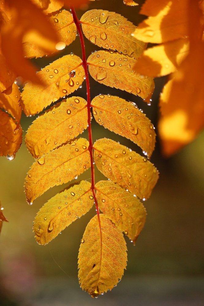 Золотой лист.