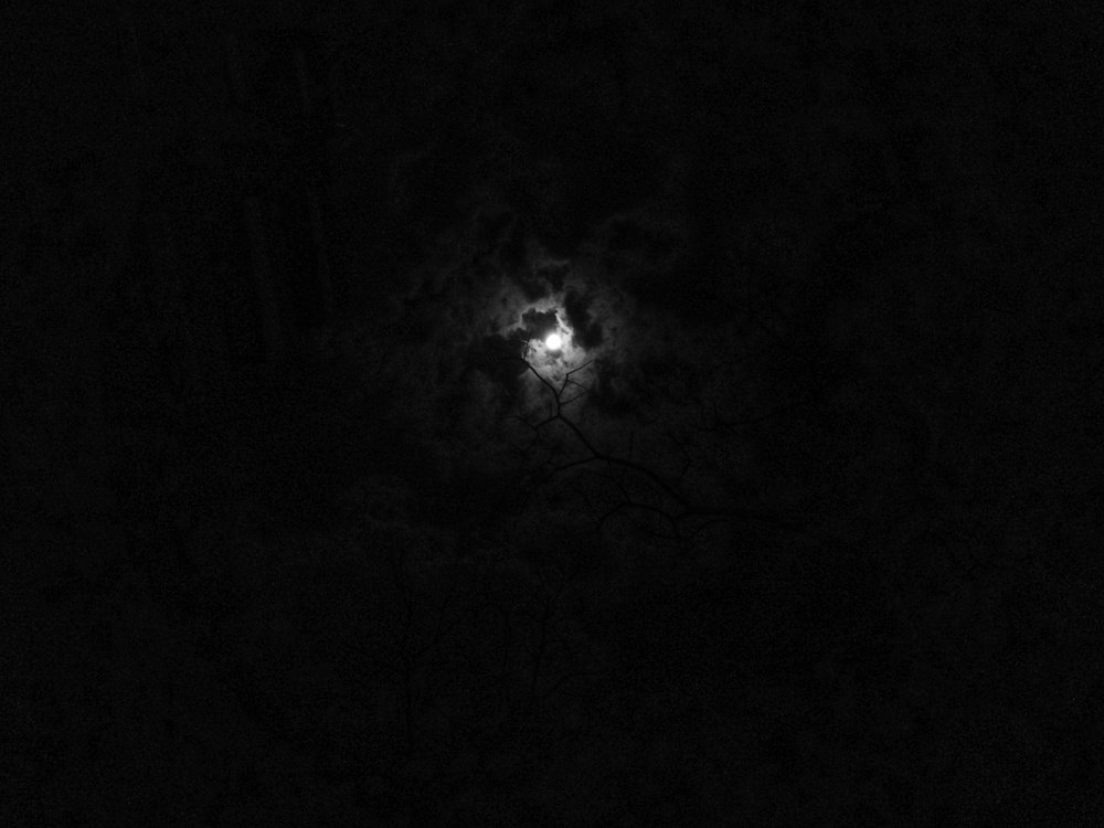 MOONLIT NIGHT