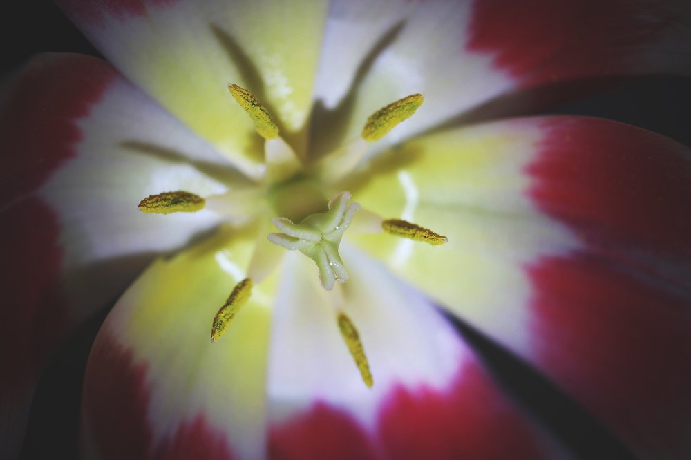 Экстраверт