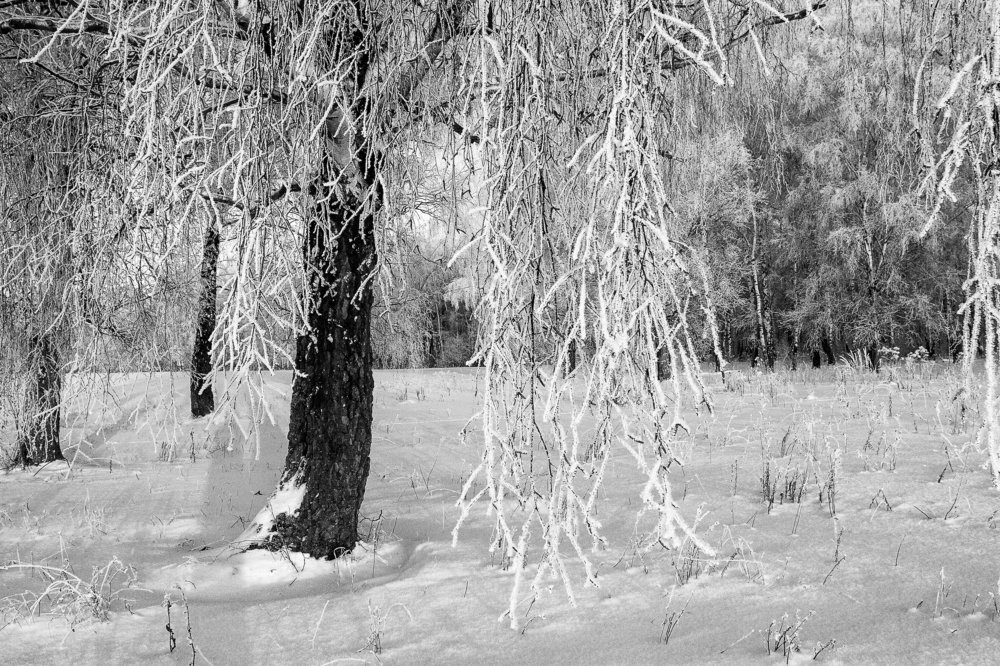 Берёза белая