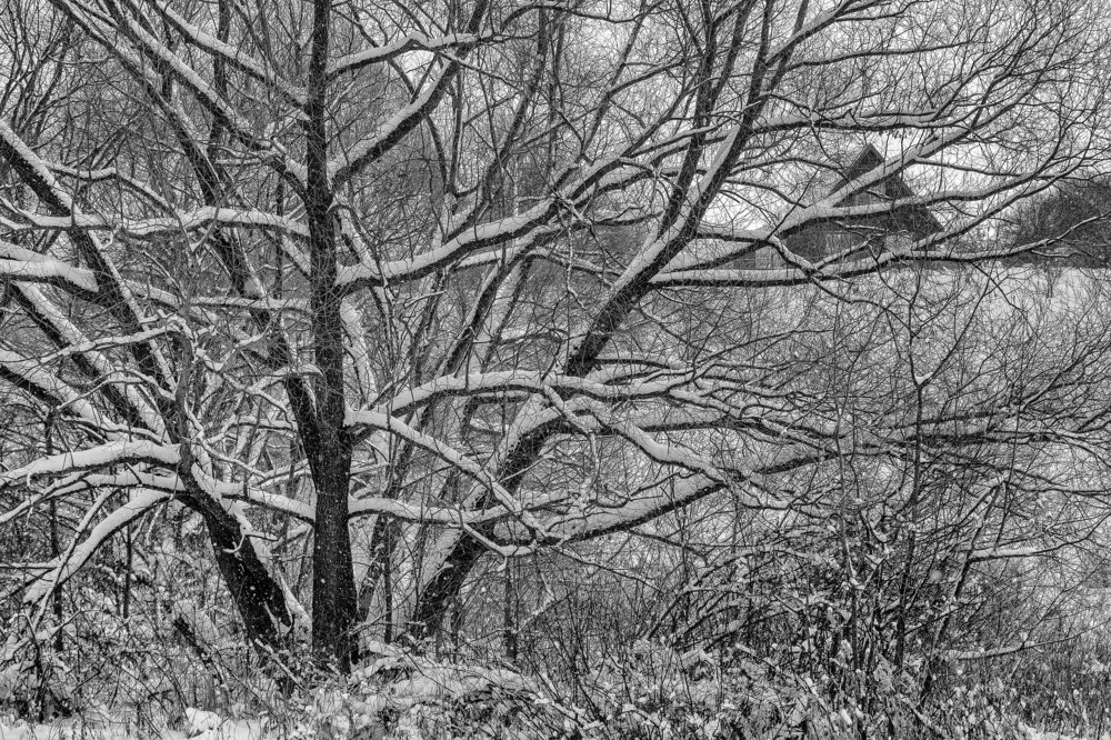 Чёрно-белая паутина