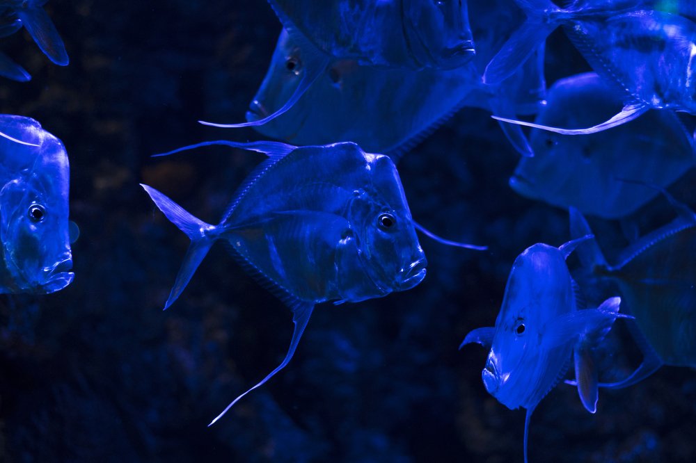 Photograph by Олег