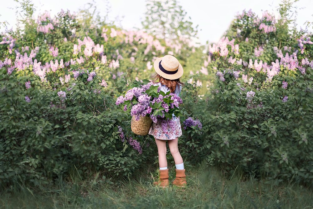 сиреневые мысли