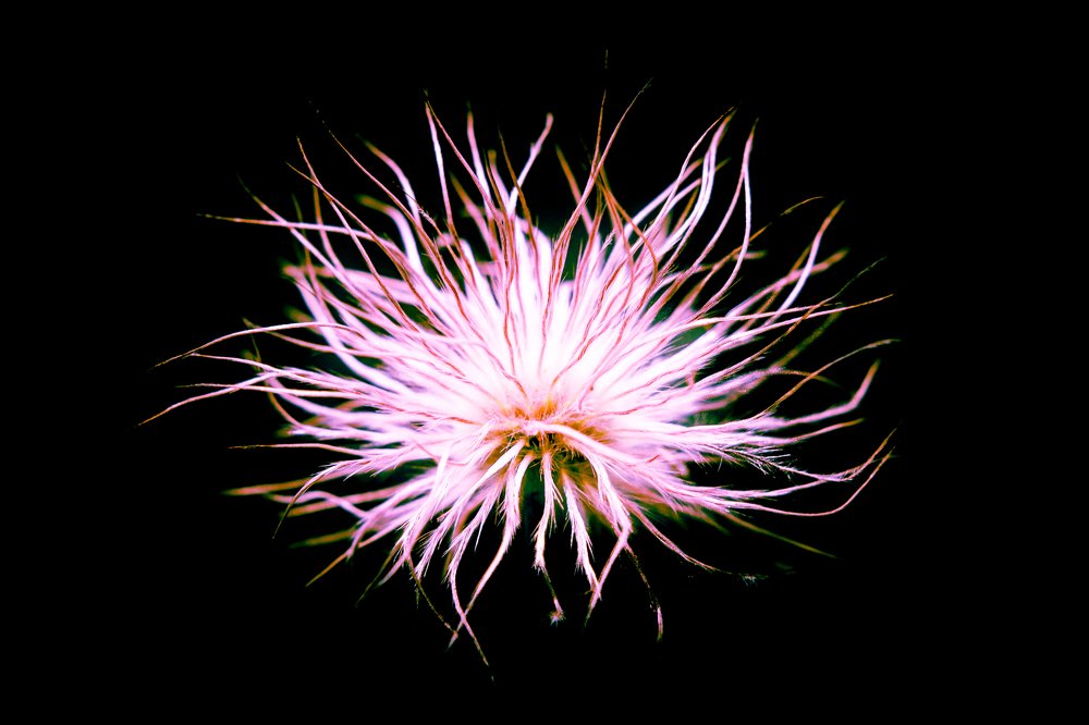 Цветы Аршана