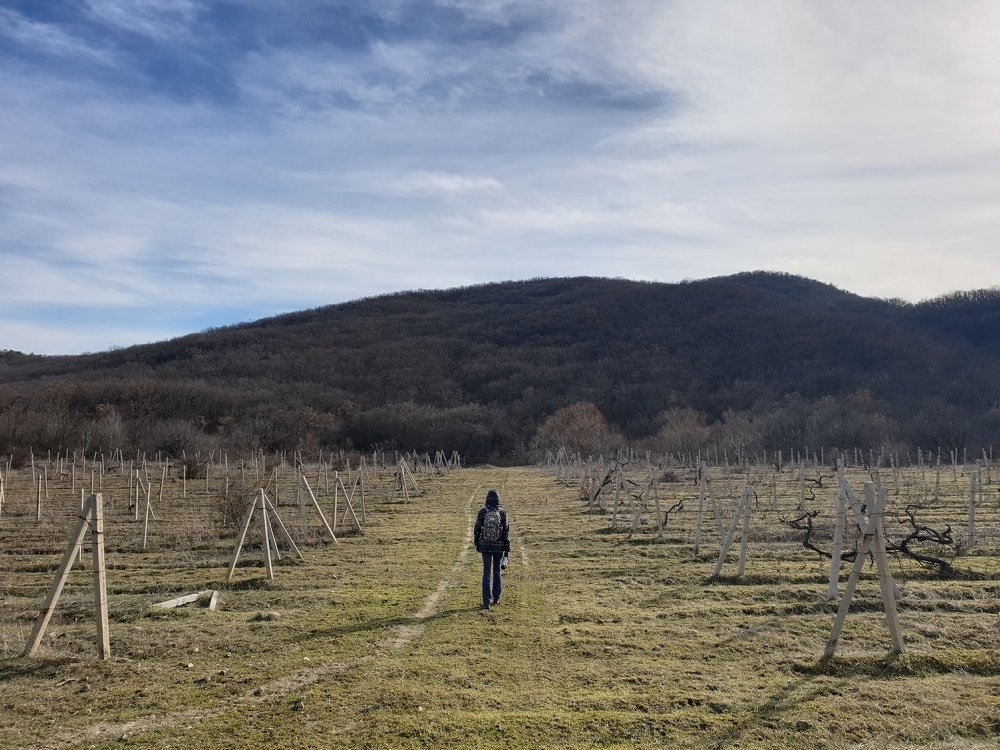 Зимняя лоза под горой