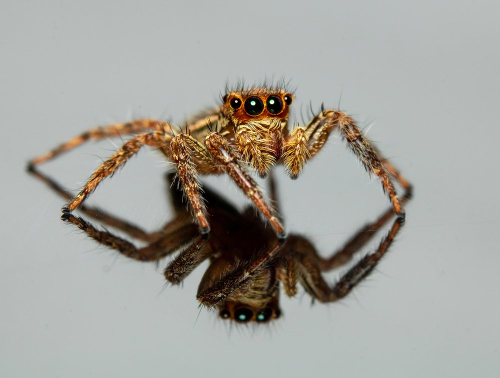 Jumping spider