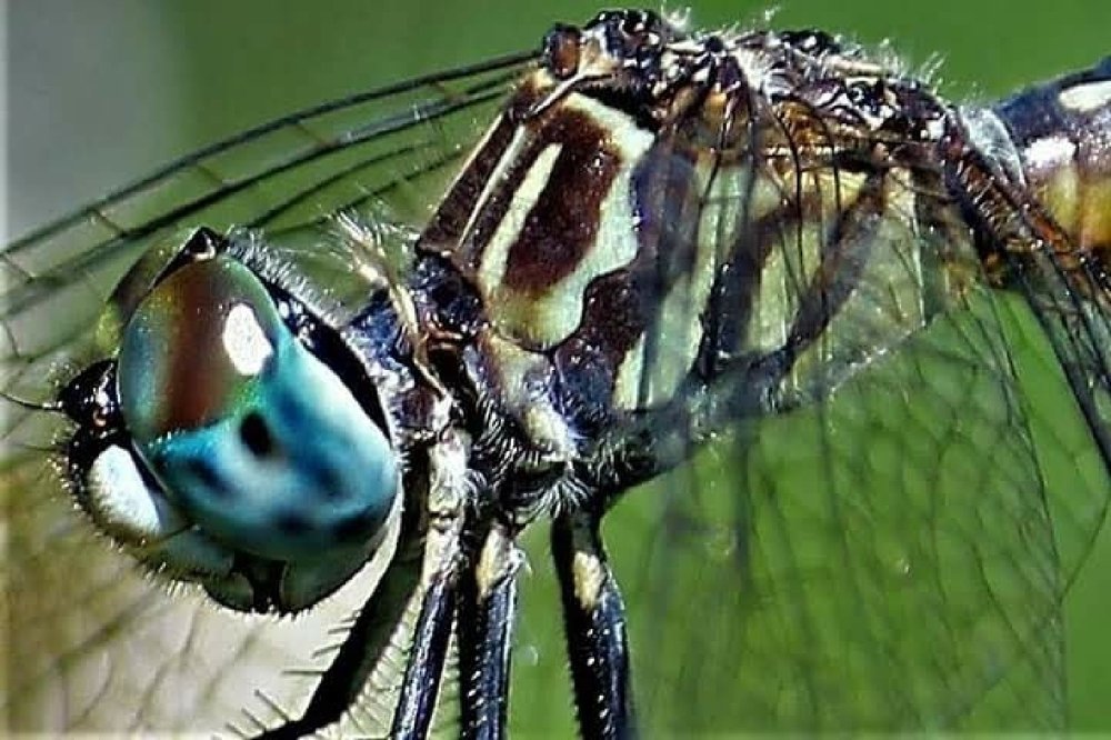 Dragon fly