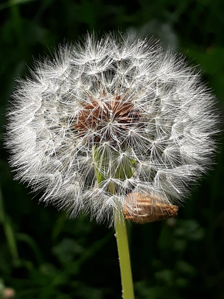 Closeup photography with mobile