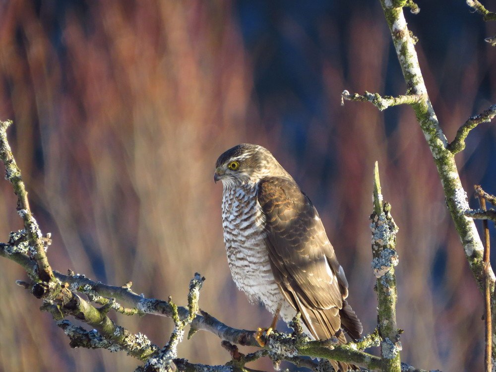 Ястреб перепелятник