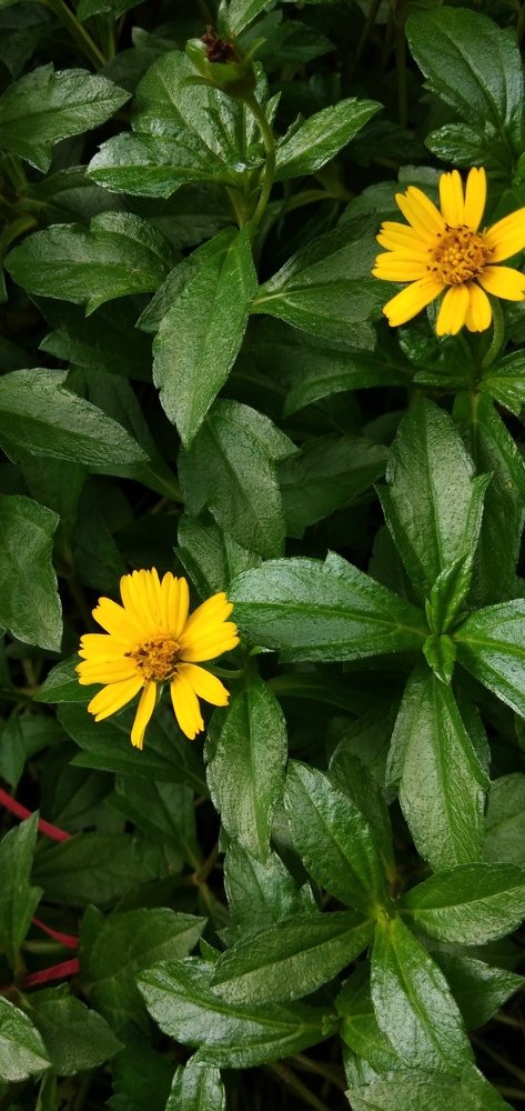 Beautiful Flower