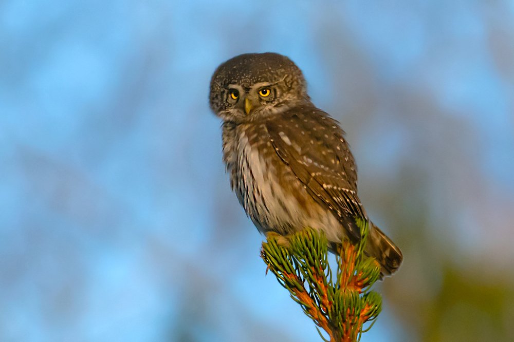 Воробьиный сыч