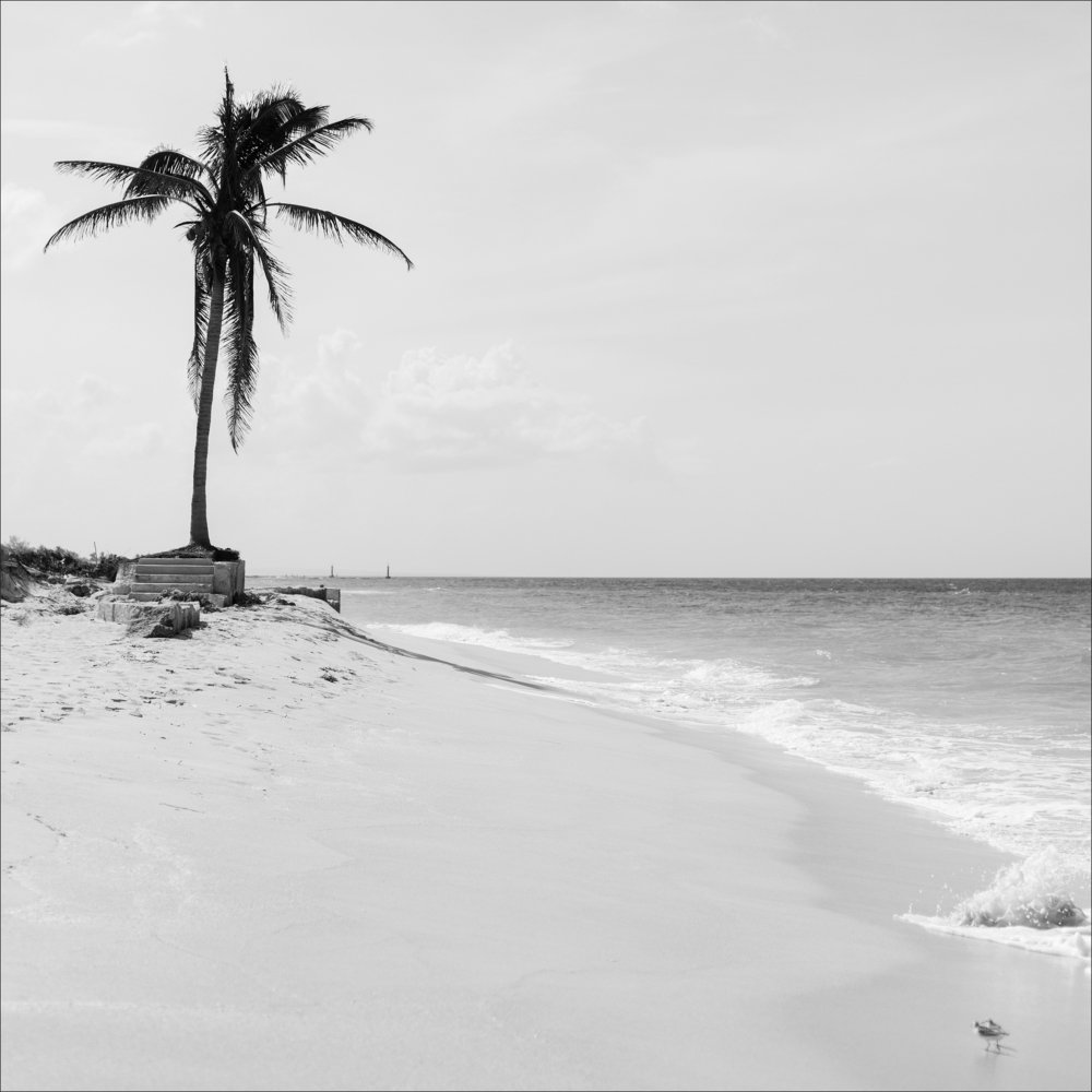 After  Hurricane Irma