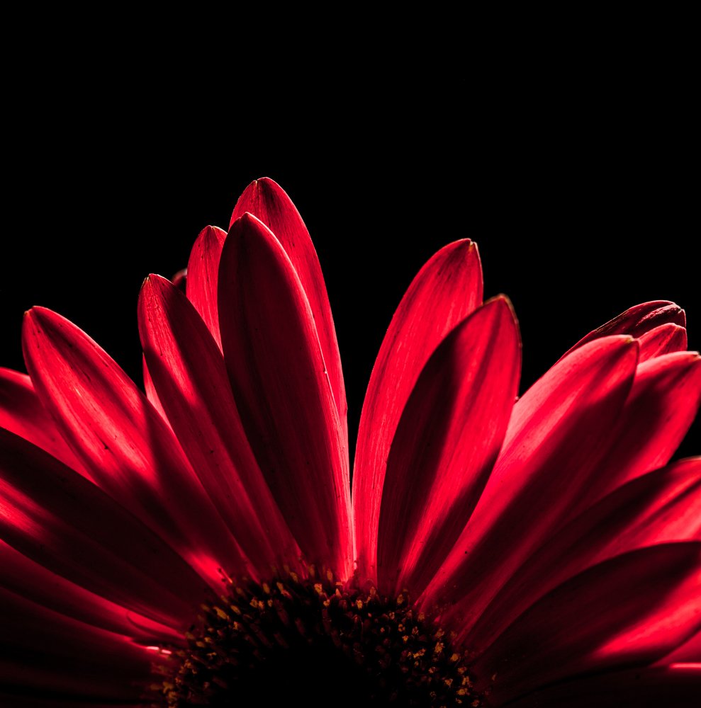 Gerbera in the Dark