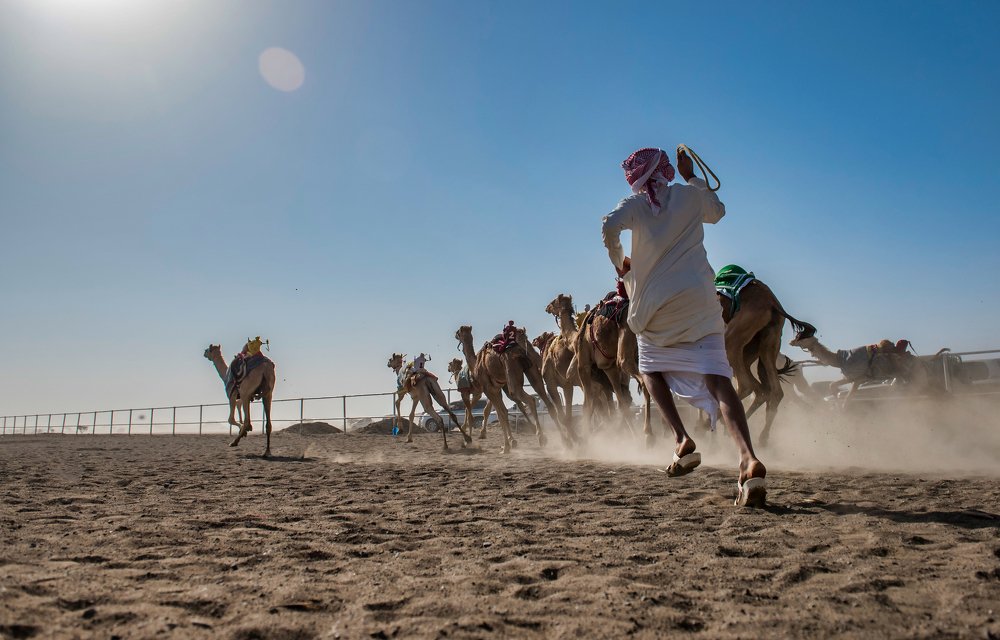 CAMEL RACE