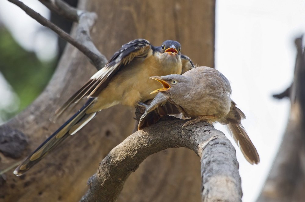Feeding the wrong one