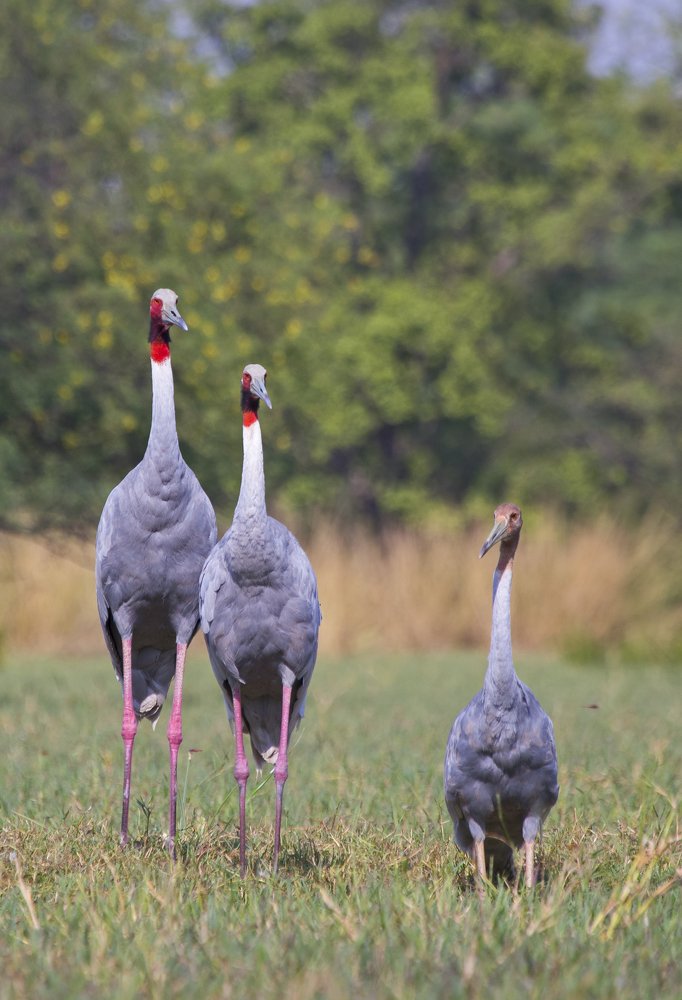 Family of Saras Cranes