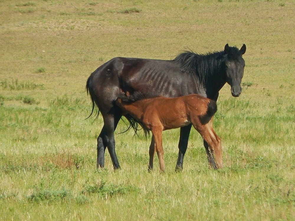 Далеко-далеко на лугу пасутся ко....