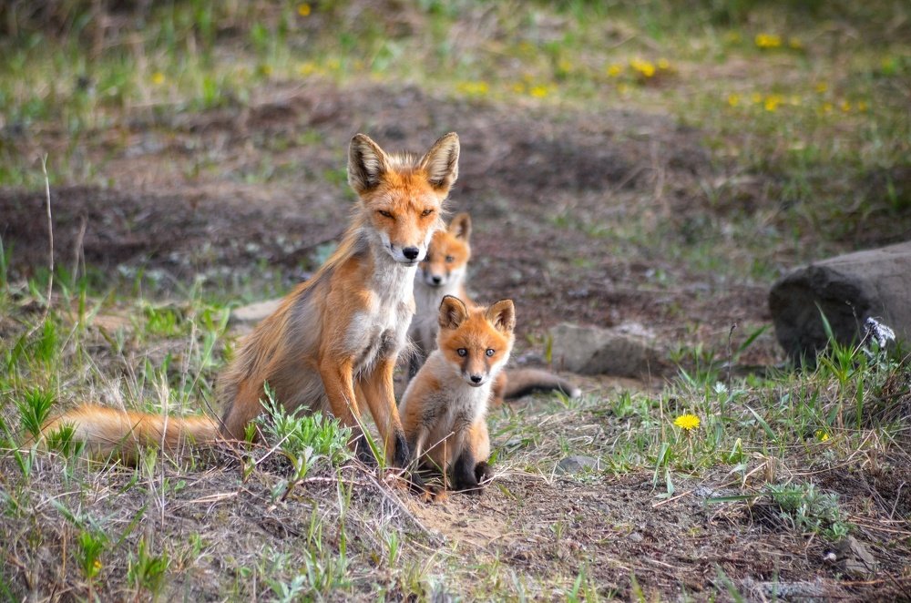 Под защитой отца