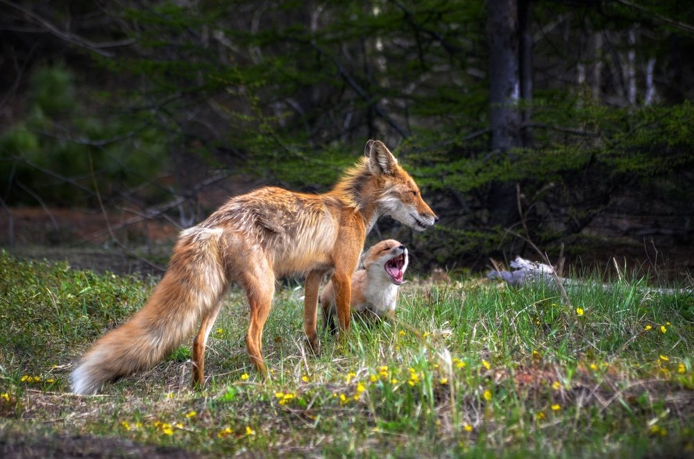 Радостный лисёнок