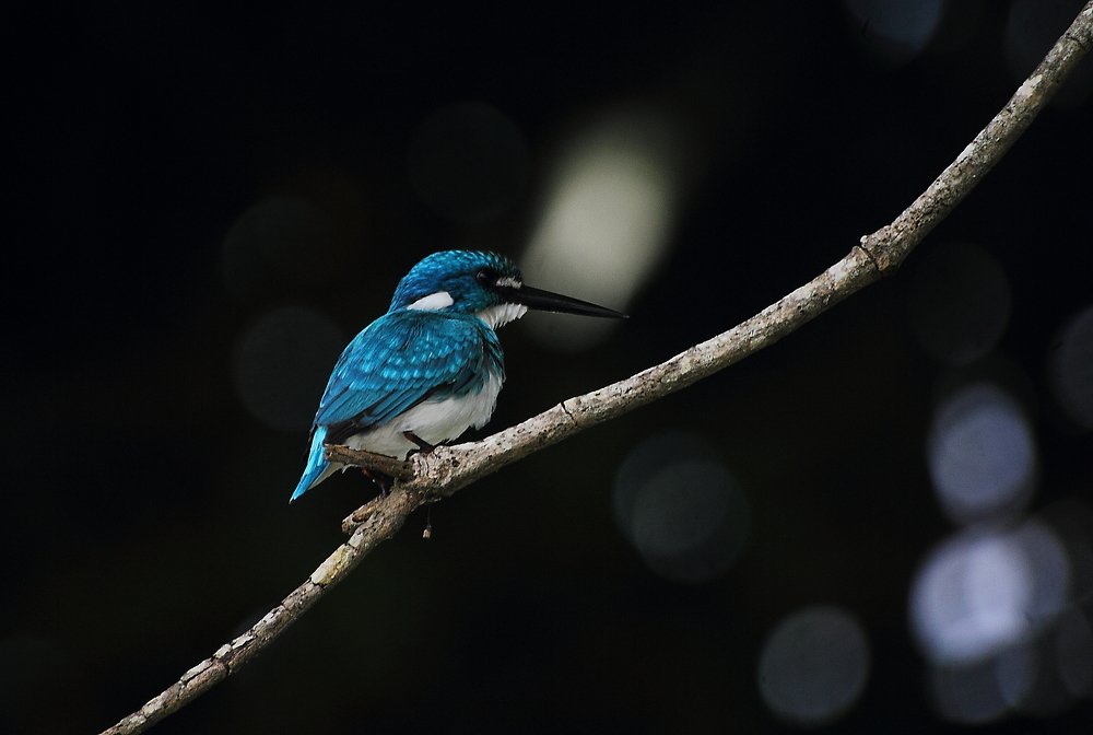 Small - Blue Kingfisher