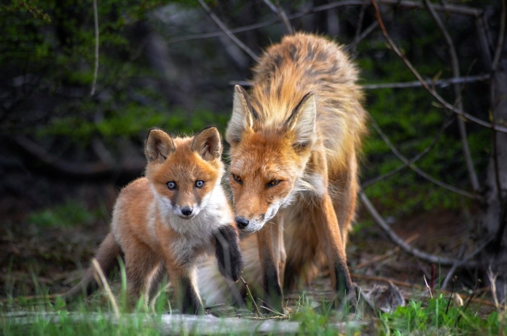 Шагай малыш