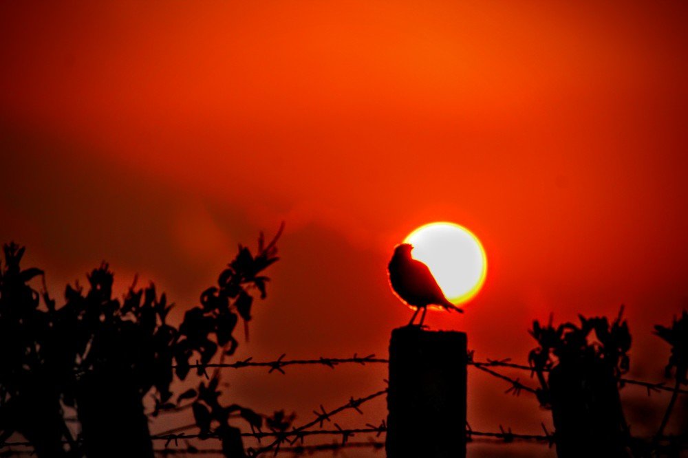 The bird is powered by its own life and by its motivation.