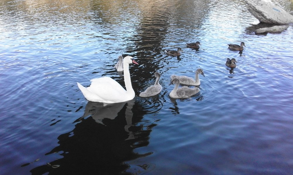 Лебединая семья