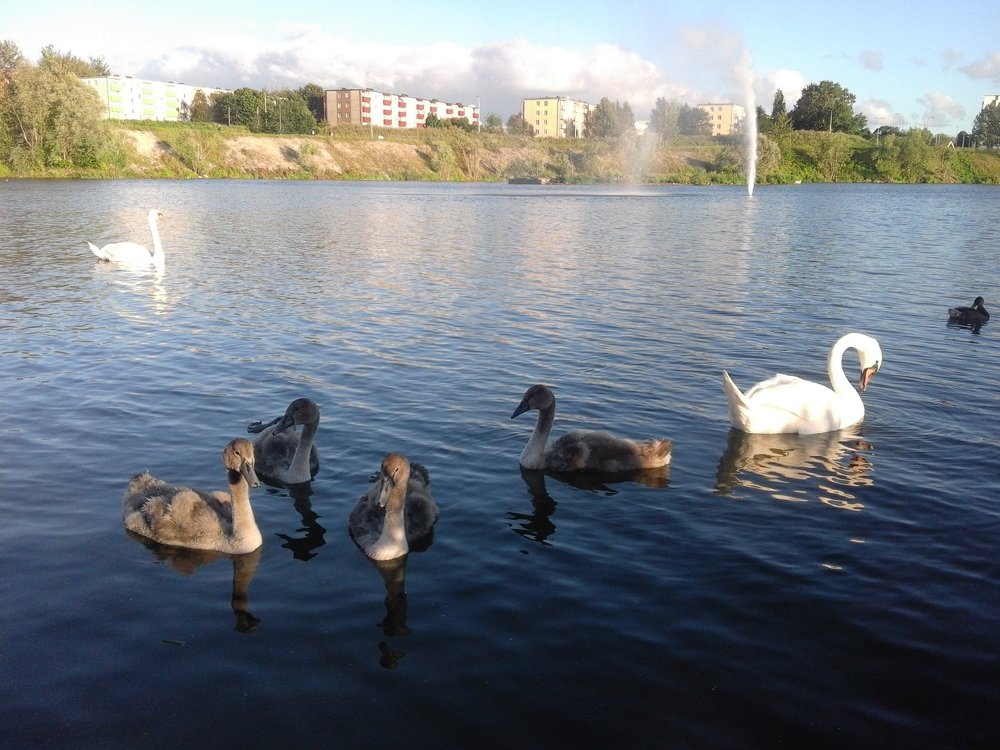 Лебеди с детьми