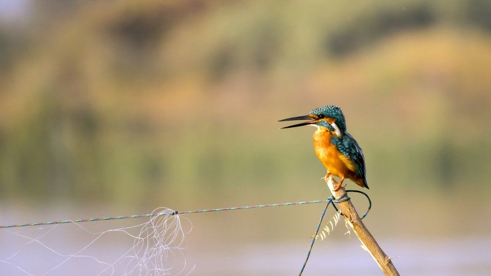 Singing Song