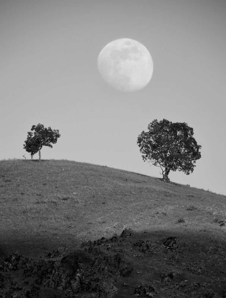 Moon and tree