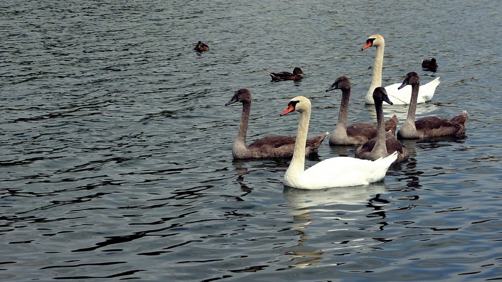 Дикие лебеди с лебедятами