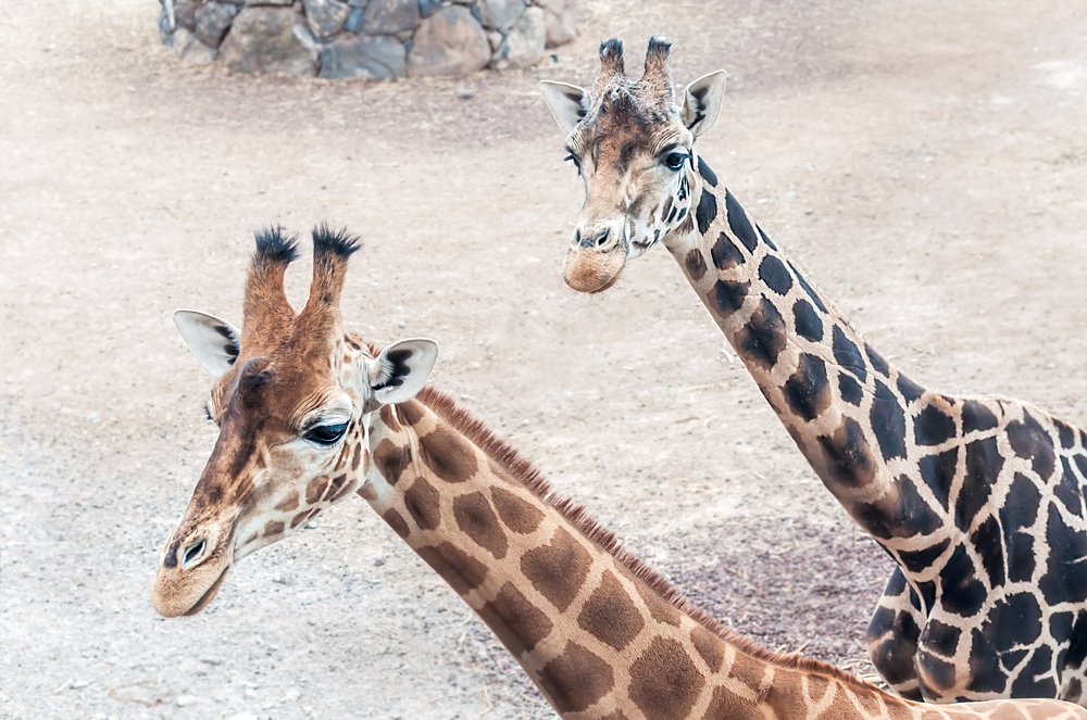 Giraffes